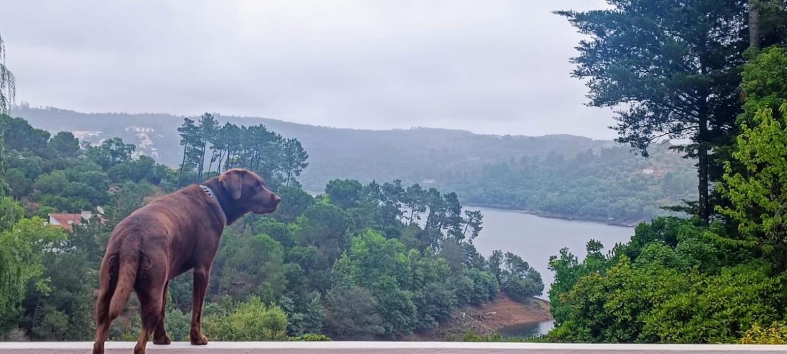 Quinta Do Troviscal Villa Castelo do Bode Bagian luar foto